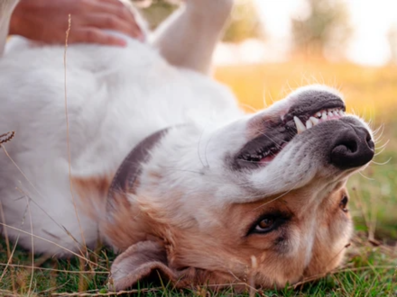 Zahnhygiene bei Hunden 