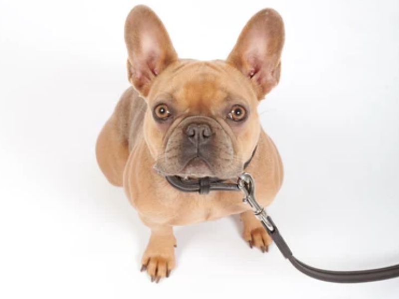 Französische Bulldogge Rassenportrait 