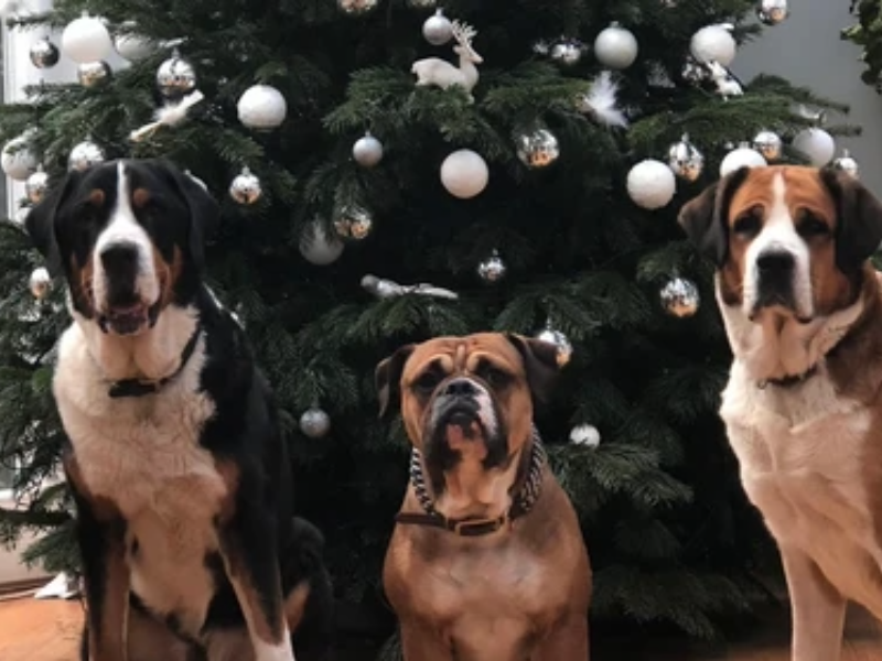 Weihnachten Hund Leder Hundehalsband 