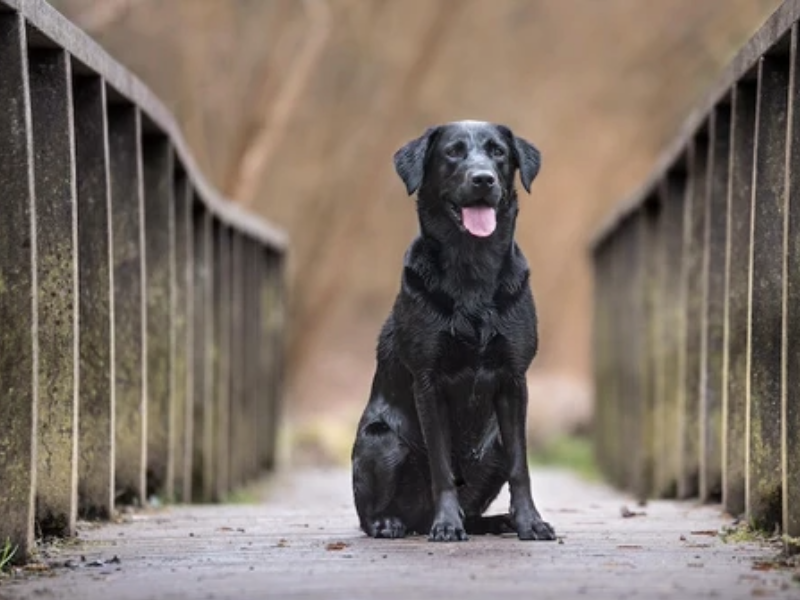 William Walker Labrador Retriever