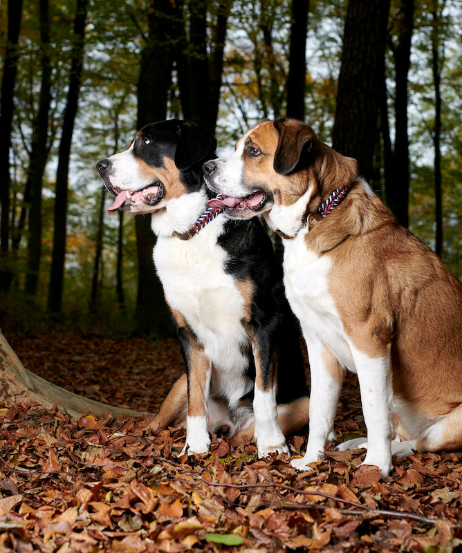 Sind zwei Hunde besser als einer?