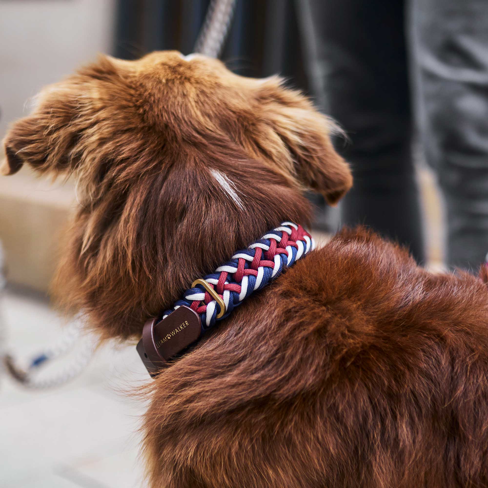 Hund trägt Paracord Biothane Hundehalsband